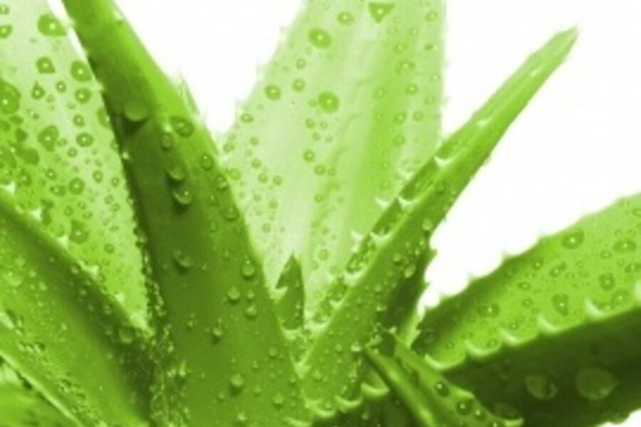 Benefits of Aloe Vera